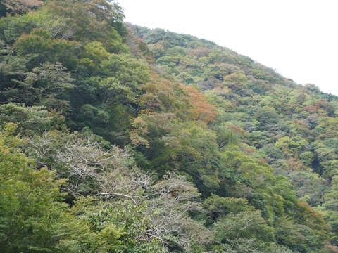 20251102府道6号紅葉 (23)