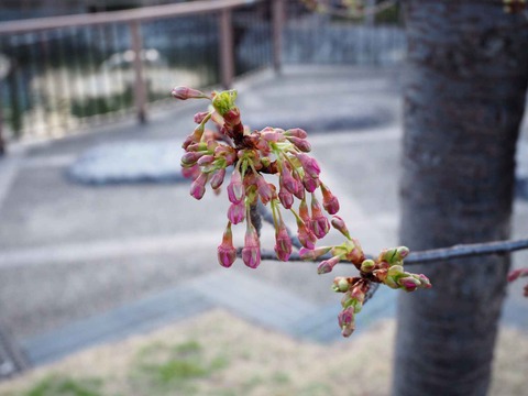 20240218河津桜 (11)