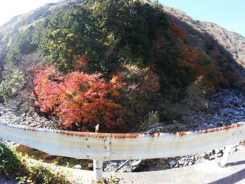 20241207府道6号紅葉 (19)