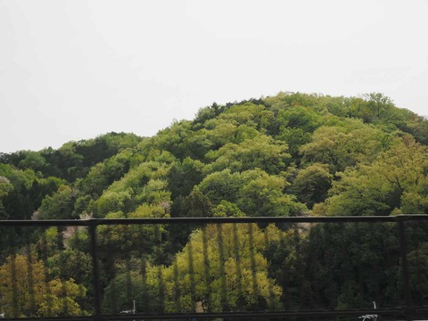 20250420山桜 (10)