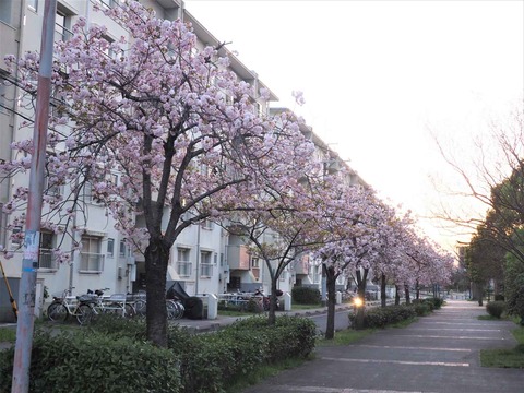 20220409桜中南部 (9)