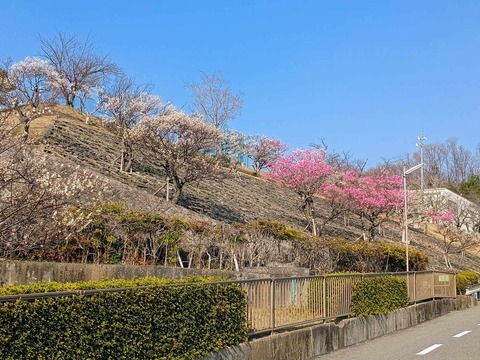 20250323北清水小学校梅 (2)