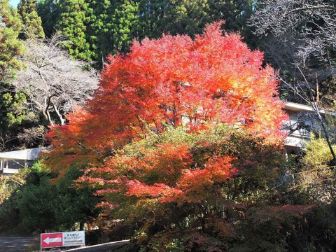 20221112森林センター (2)