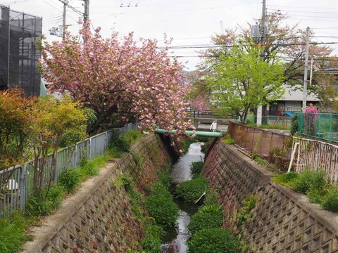 20240417桜 (12)