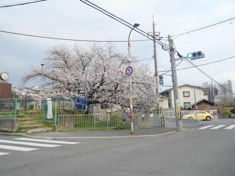 20250408桜 (55)