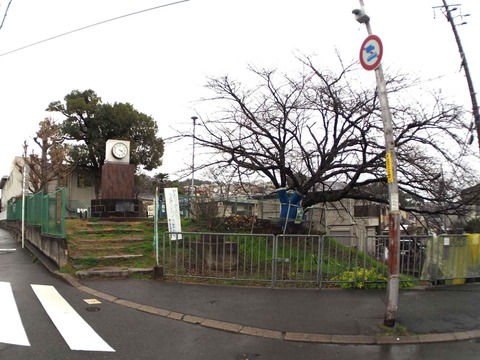 20240305真上サクラ (1)