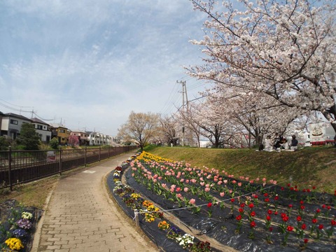 20240406チューリップ (18)