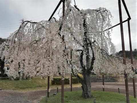 20230324摂津峡公園 (1)