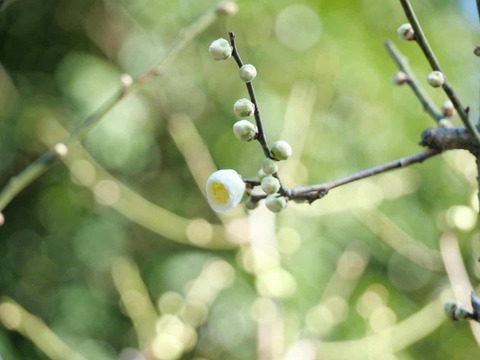 20250222上宮天満宮 (25)