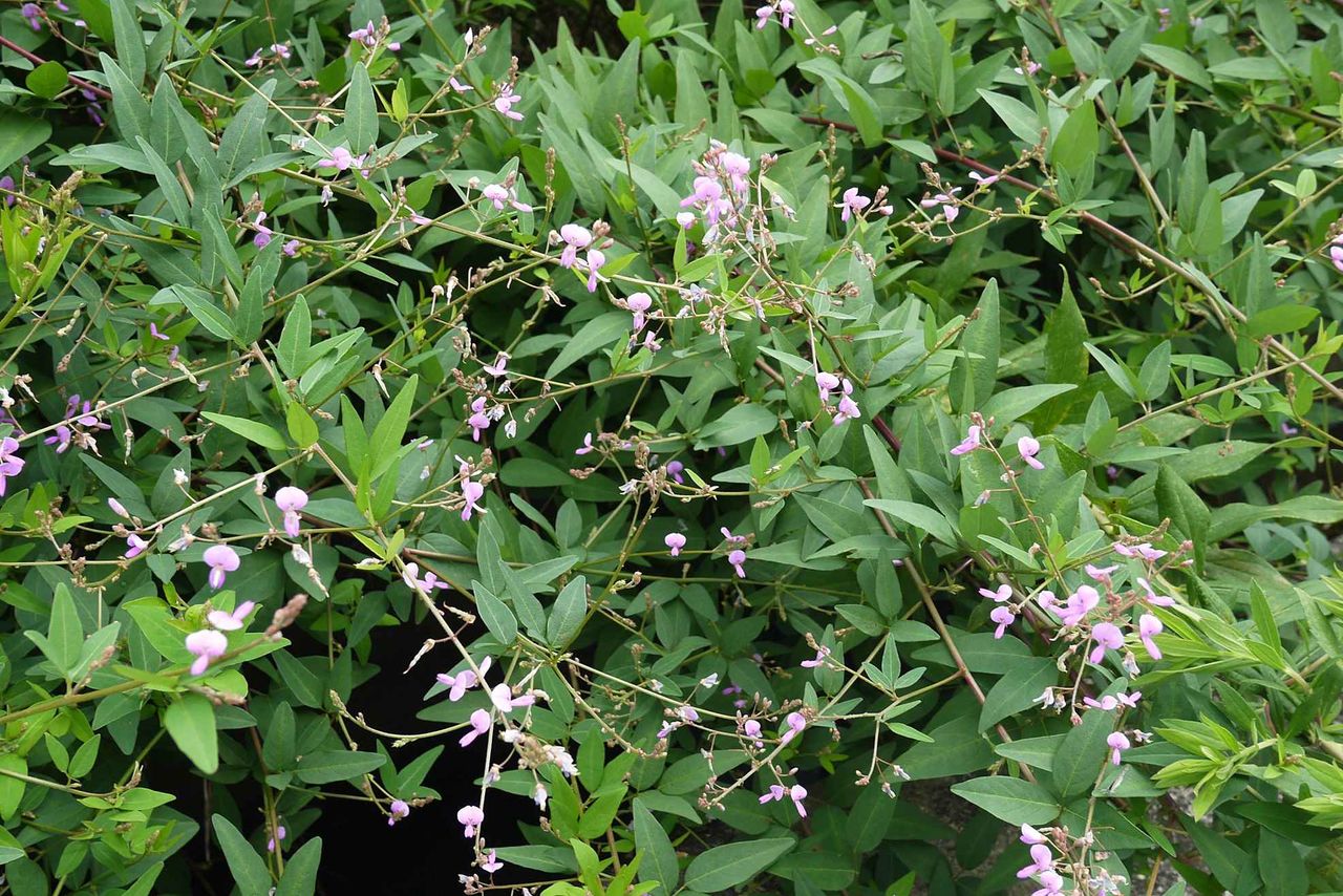 高槻の北部で今年も咲いているこの花は何 マメ科で小さな花が特徴 19年 高槻network新聞