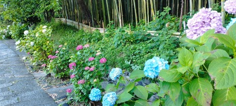 20240603安岡寺アジサイ (17)