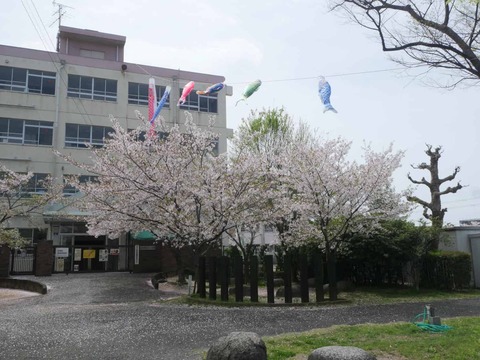 20260406桜 (45)