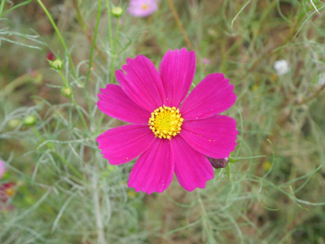 三島江 コスモスが満開！！ 2024年10月26日 : 高槻Network新聞