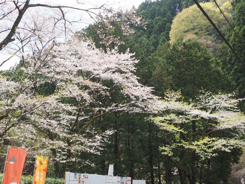 20230408樫田方面桜 (19)