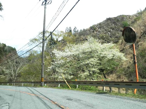 20260412府道号桜新緑 (12)