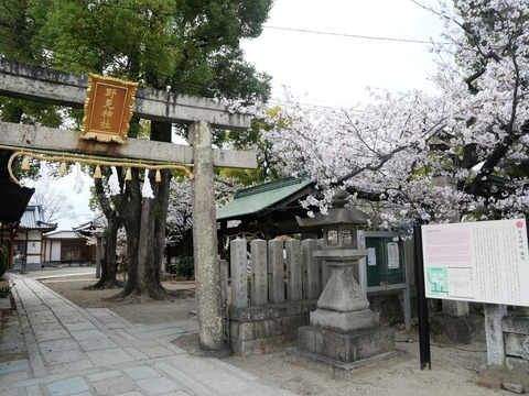 20250408桜 (48)
