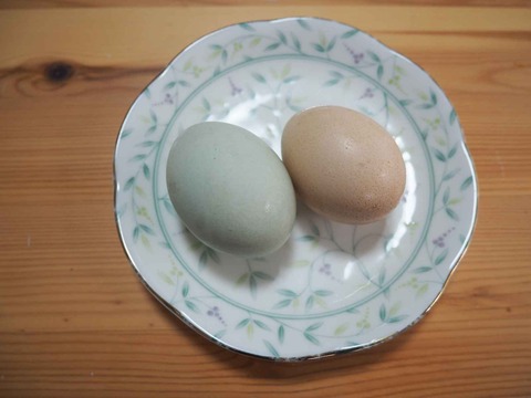 20230606たまご (1)