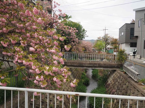 20240417桜 (16)