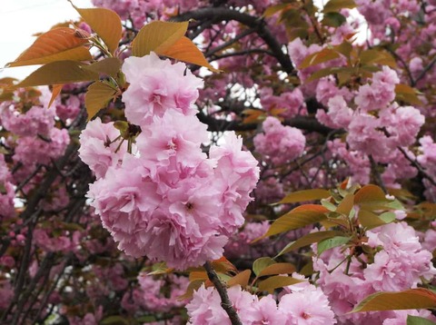 20260413西真上八重桜 (13)a