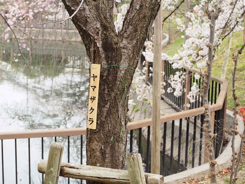20230325筒井池公園 (24)