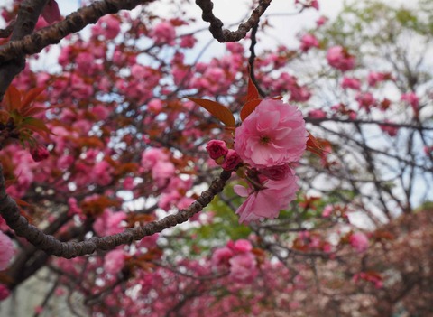 20230403桜 (8)