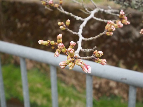 20230325樫田方面桜 (15)