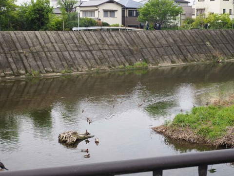 20230420カモ (1)