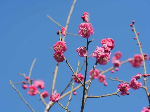 20260221阿久刀神社 (13)
