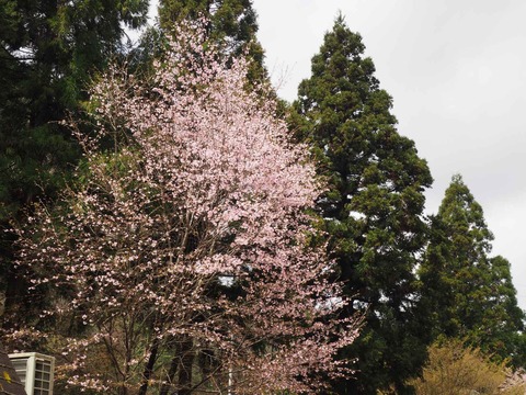 20230408樫田方面桜 (15)