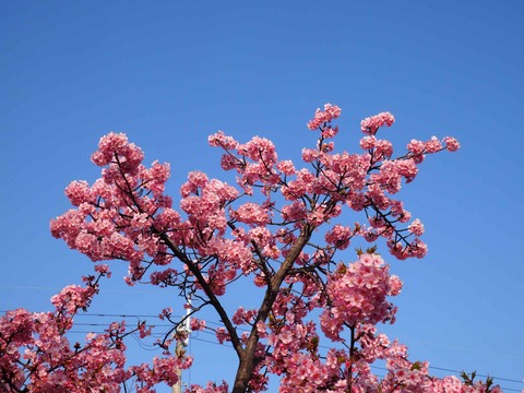 20230311河津桜 (5)