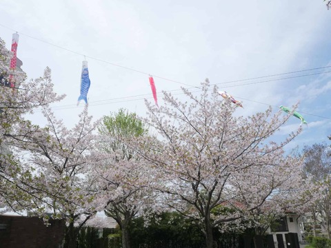 20260406玉川小学校 (12)