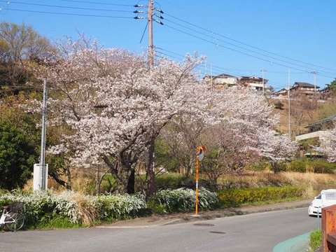 20230328芥川緑道 (3)
