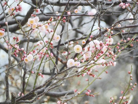 20260216高槻城公園南地区 (26)