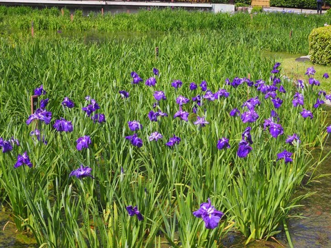20240518城北公園 (11)