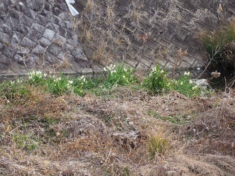 20240203スイセン (5)