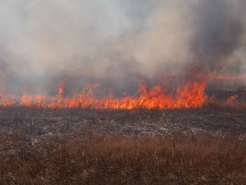20230312ヨシ焼き (24)