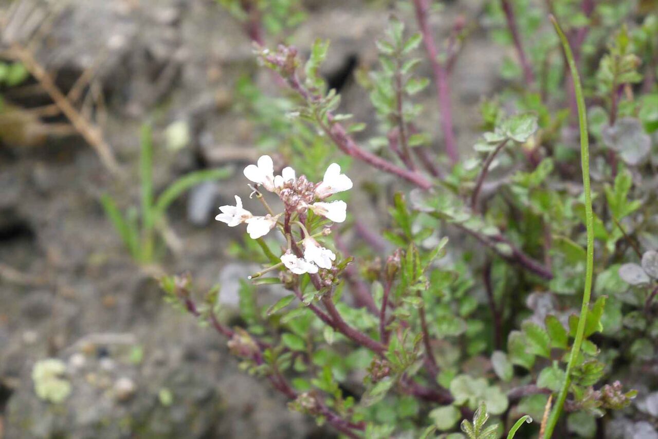 高槻の田んぼに咲いてるタネツケバナ 小さくて白い花が特徴 年2月 高槻network新聞