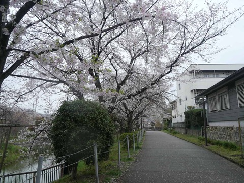 20260401富田桜 (11)