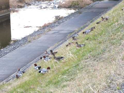20260127城西橋カモ (15)