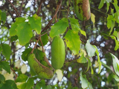 20250715あけび (2)