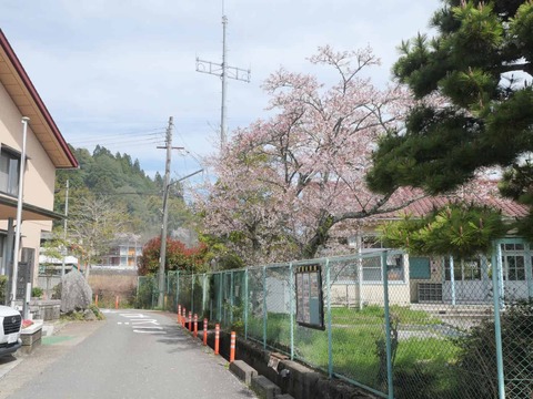 20260412府道号桜新緑 (14)