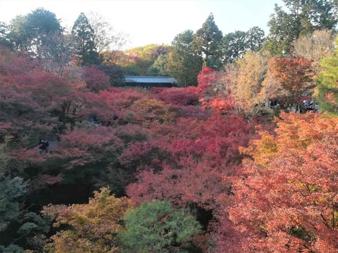 20211120東福寺 (9)