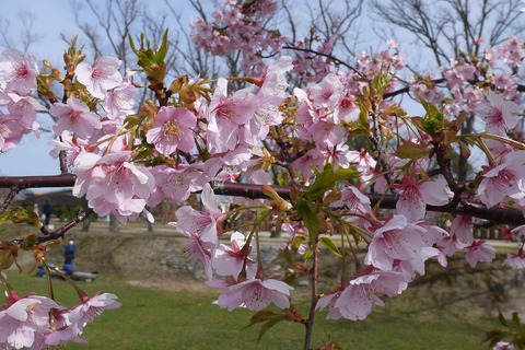 kawazu20200301_1_imasiro