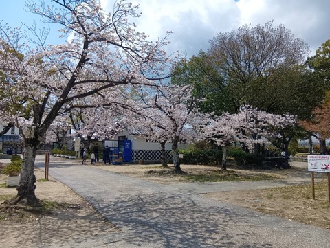 20250406高槻城公園南 (7)