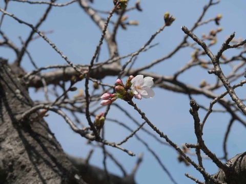 20260324桜 (31)