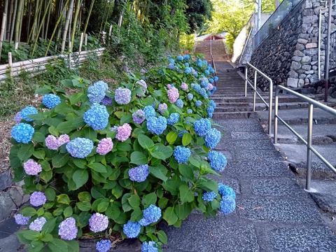 20260531安岡寺 (26)