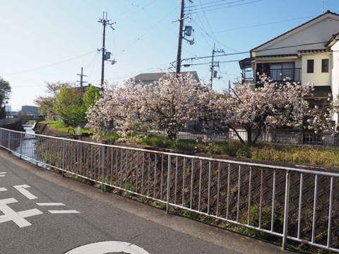 20230410桜 (1)