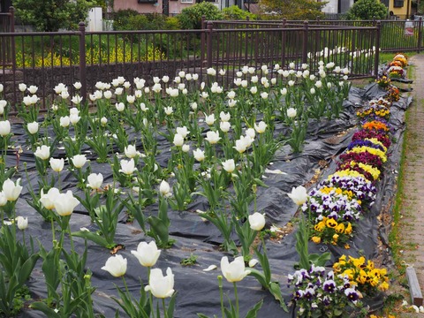 20220413三箇牧チューリップ (14)