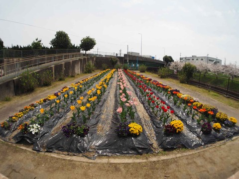 20240406チューリップ (8)