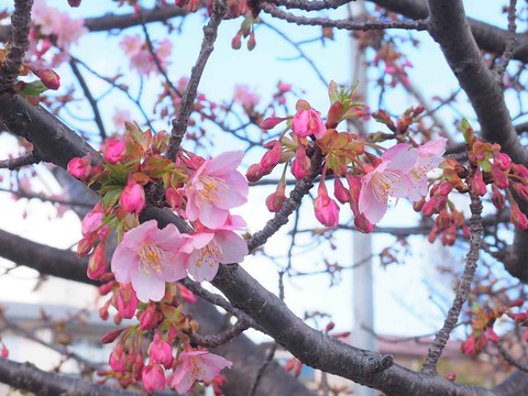 20220306河津桜６